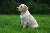 LABRADOR 1286